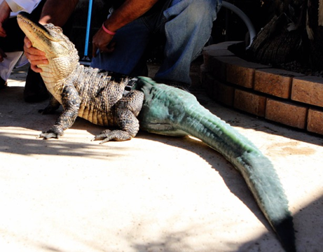 Unstoppable, book by Nancy Fustinger, photo of alligator with prosthetic tail.
